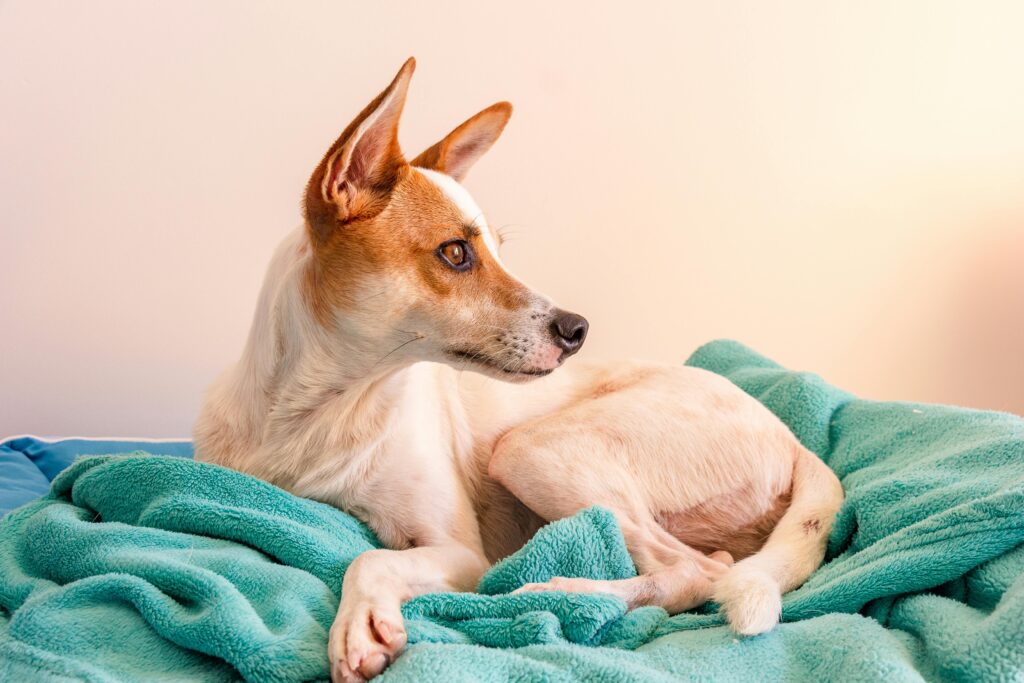 Antes de adotar um filhote: 5 coisas que você precisa saber